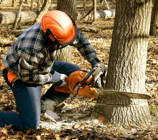 Tree Removal in Manchester, NH
